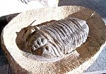 Trilobit auf Muttergestein